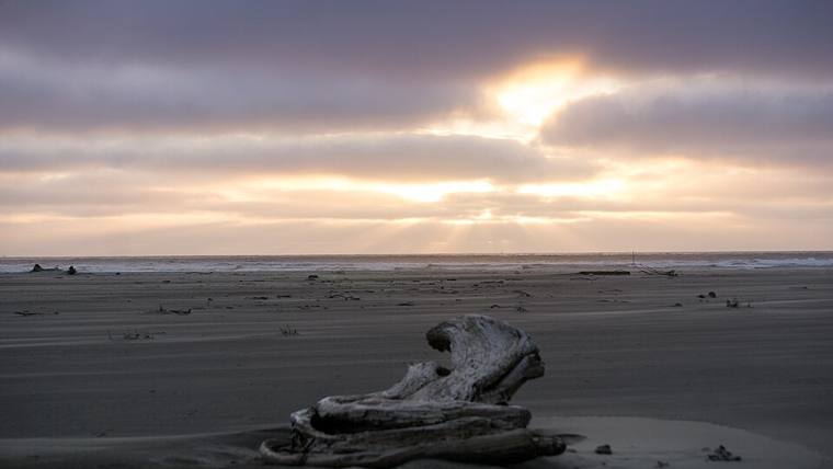 Driftwood on the sand at Grayland Beach at sunset
